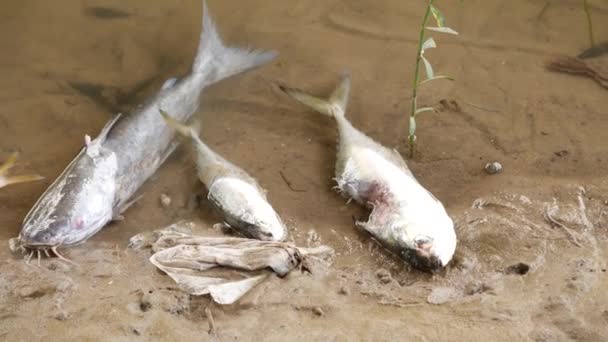 Три Белых Сома Безжизненно Лежат Берегу Реки — стоковое видео