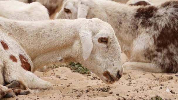 Acercado Video Una Cabra Masticando Algo Cabras Detrás — Vídeo de stock