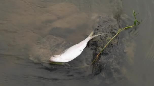 Pět Mrtvých Bílých Ryb Ležících Neživě Písku Břehu Řeky — Stock video