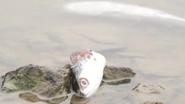 Πληγωμένα Νεκρά Ψάρια Βράχο Ακόμα Νερό Από Κάτω Του — Αρχείο Βίντεο