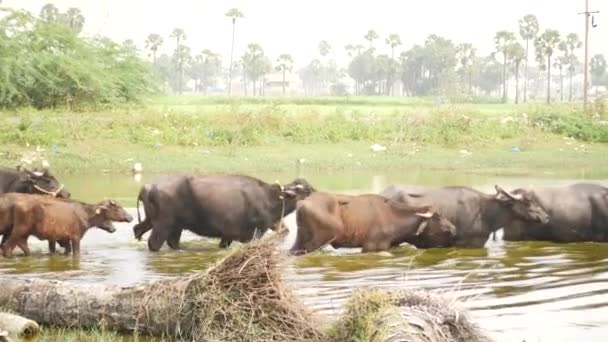 Boční Pohled Buffala Jak Kráčí Řadě Mělké Vodě Pak Najednou — Stock video