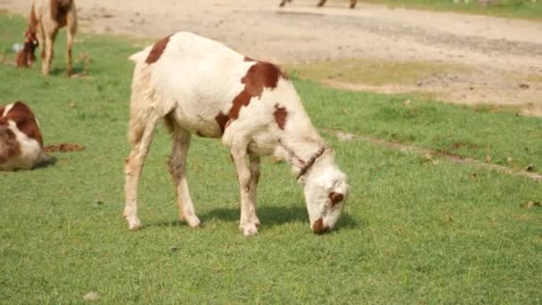 Una Cabra Dos Colores Comiendo Una Hierba Verde Cabras Fondo — Vídeos de Stock