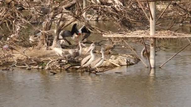 近水区候鸟的水平射击 — 图库视频影像