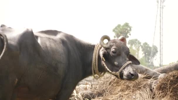 Boynuna Bağlanmış Siyah Bufalo — Stok video