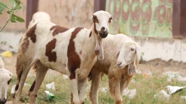 Kozy Szukające Pożywienia Zaśmieconej Trawie — Wideo stockowe