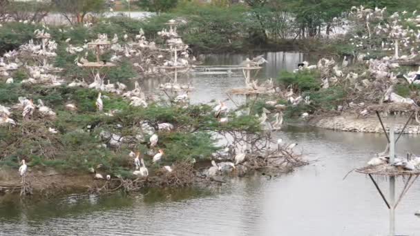 Vista Ângulo Largo Pássaros Ciconiiformes Migratórios Sentados Meio Água Rio — Vídeo de Stock
