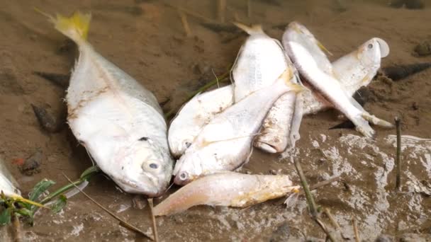 Λευκά Νεκρά Υπερκείμενα Ψάρια Μια Όχθη Του Ποταμού — Αρχείο Βίντεο