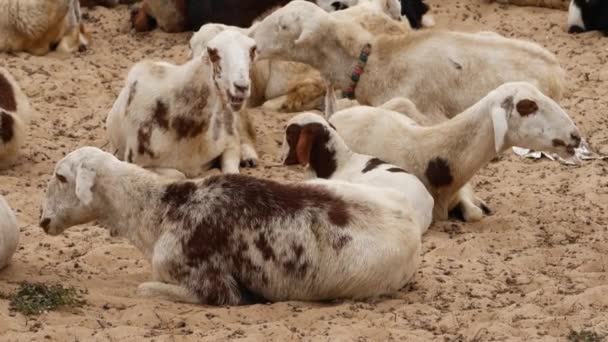 Live Video Goats Sitting Sandy Area — Stock Video