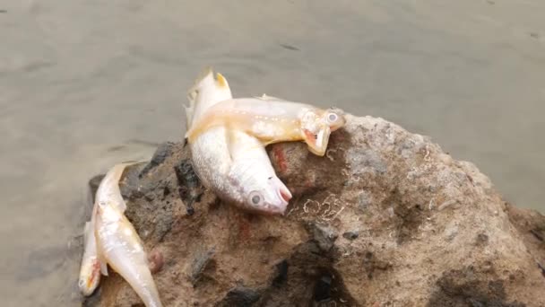 その下を流れる岩の上で死んだ魚 — ストック動画