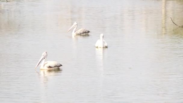 Близький Знімок Птахів Плавають Воді Озера — стокове відео