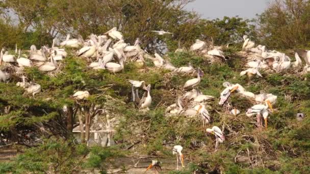 Tiro Aves Ciconiiformes Blancas Situadas Ramas Árboles — Vídeo de stock