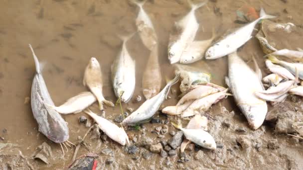 许多死鱼毫无生气地躺在河岸上 有些还在水里 — 图库视频影像