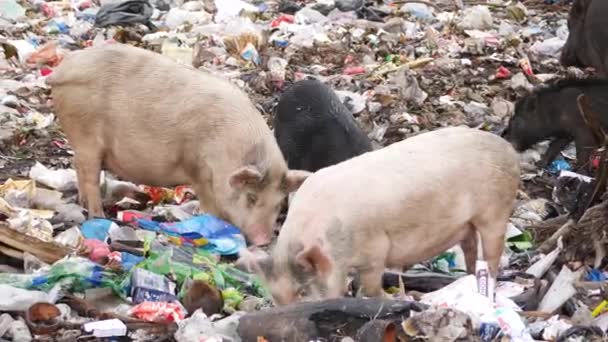 Dos Cerdos Blancos Dos Negros Alimentándose Basuras Vertedero — Vídeo de stock
