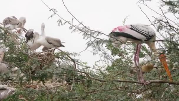 Близький Знімок Циконієподібних Птахів Сидять Гілках Дерев — стокове відео