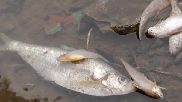 死んだ小さな魚や小さな魚が横たわっている大きなティラピア魚 — ストック動画