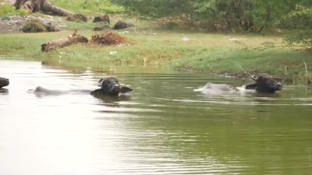 Buffalos Rzece Tylko Głowami Wierzchu — Wideo stockowe