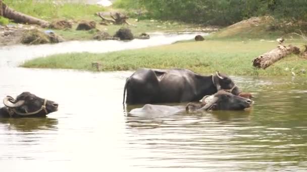 Tres Grandes Búfalos Negros Nadando Río Que Mueve Hacia Orilla — Vídeos de Stock