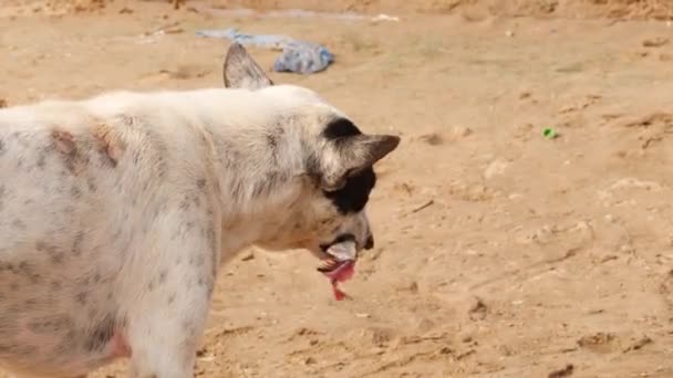 Bir Balığın Kalıntılarını Yiyen Yerel Bir Köpeğin Yarısı Ele Geçirilmiş — Stok video