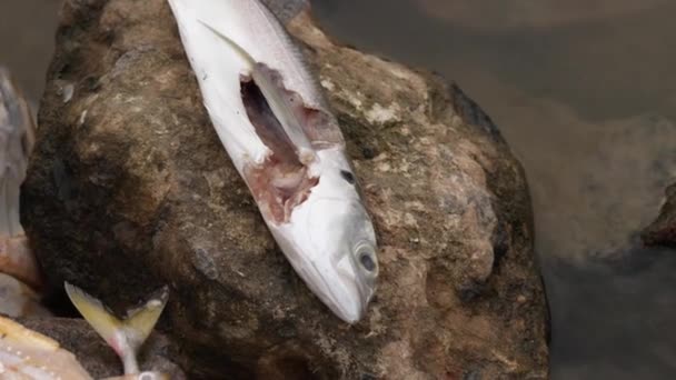 川の岩の上に死んでいた魚のひれ — ストック動画