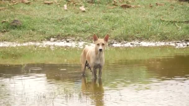 Pies Stojący Płytkiej Rzece Trawy Tle — Wideo stockowe