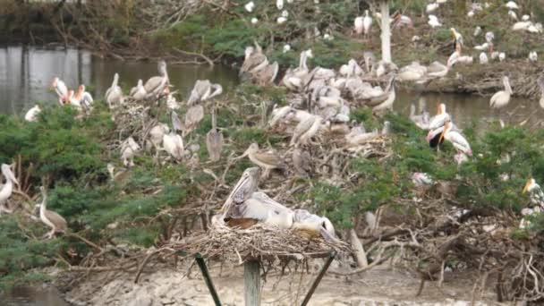 Veduta Degli Uccelli Migratori Ciconiiformes Seduti Sui Rami Degli Alberi — Video Stock