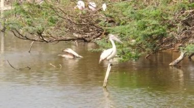 Beyaz Ciconiiiformes kuşu gölün ortasında bir tahta parçasının üzerinde oturuyor.