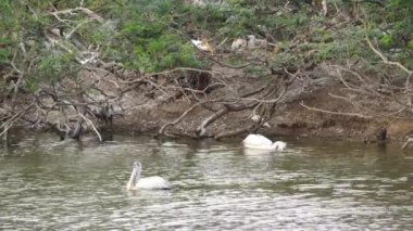 Ciconiiformes suda yüzen kuşlar