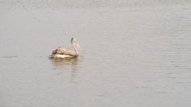 Ciconiiformes kuşunun suda yüzen büyük tepe noktasını yakından çek