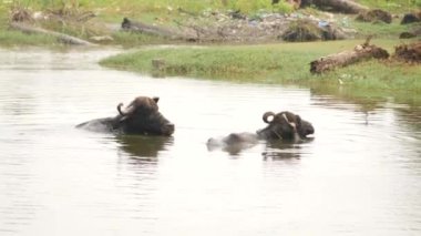 Suda sadece kafaları çıkmış iki bufalo, biri tamamen içine gömülmüş.