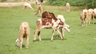 Keçiler otların üzerinde yiyecek ararken, iki keçi geçti.