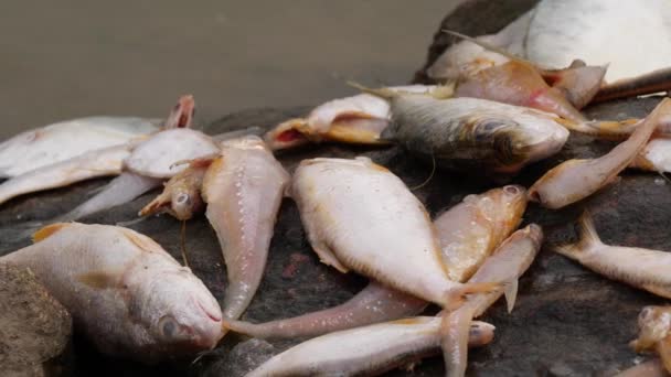 Gatunek Ryby Leżące Martwe Dużej Skale Środku Rzeki — Wideo stockowe