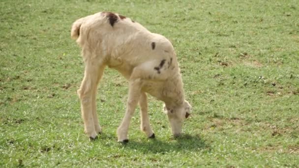 Vista Lateral Una Cabra Blanca Comiendo Una Hierba Verde — Vídeos de Stock