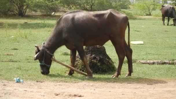 一只水牛的侧视图 它的脖子上绑着一根棍子 用青草喂它 — 图库视频影像