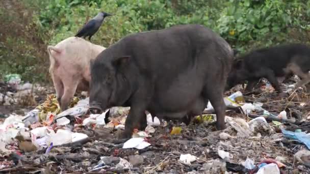 White Black Pigs Trying Eat Garbages — Stock Video