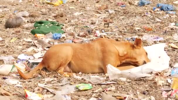 Жирний Місцевий Собака Брудному Середовищі Лежить Їсть Щось Його Роті — стокове відео