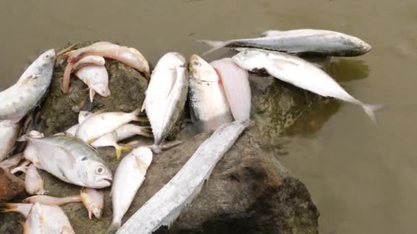 Mnoho Druhů Ryb Ležících Bez Života Velké Skále Uprostřed Řeky — Stock video