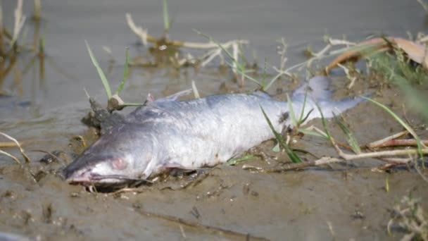 沼に寝そべっている大きな白い死んだ魚 — ストック動画