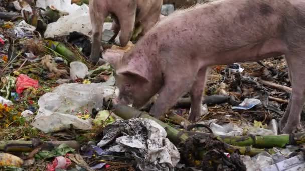放大了猪在垃圾填埋场吃垃圾的现场直播视频 — 图库视频影像