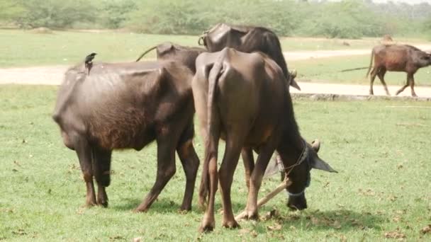 Back View Black Buffalos Feeding Grass Wide Space — Stock Video