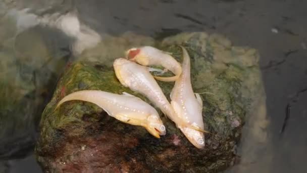Quatro Peixes Mortos Deitados Sem Vida Numa Rocha Entre Rio — Vídeo de Stock
