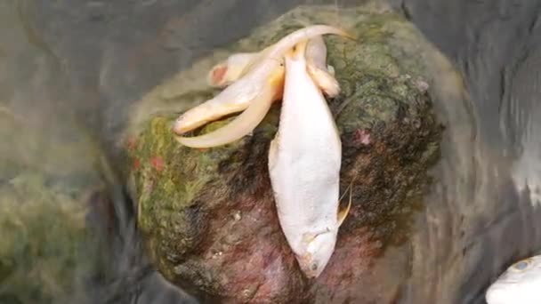 岩を渡って速く流れる緑の岩の水で死んだ魚 — ストック動画