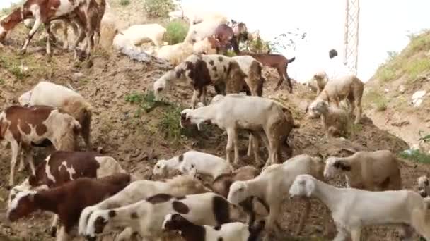 Kum Tepesinde Yürüyen Keçiler Bazıları Küçük Otlarla Besleniyor — Stok video