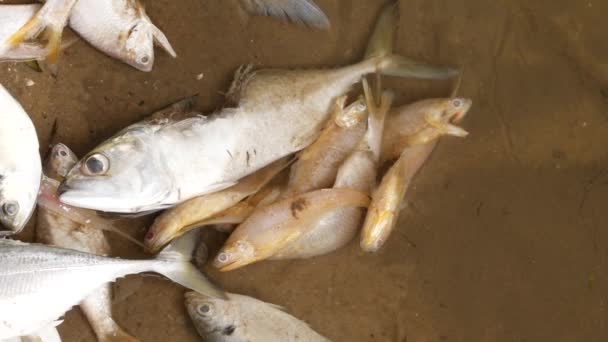Weiße Tote Fische Liegen Leblos — Stockvideo