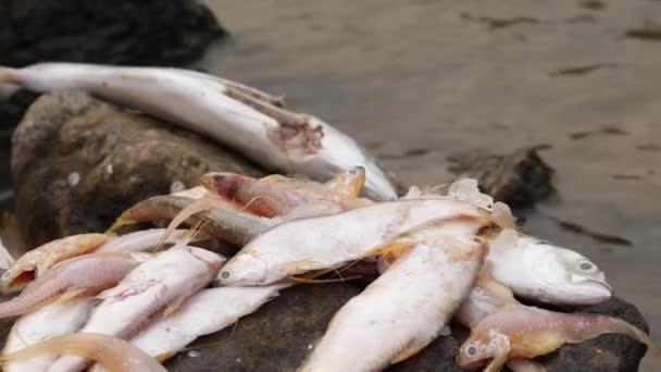 川の真ん中の岩の上で死んだ魚と負傷した魚 — ストック動画