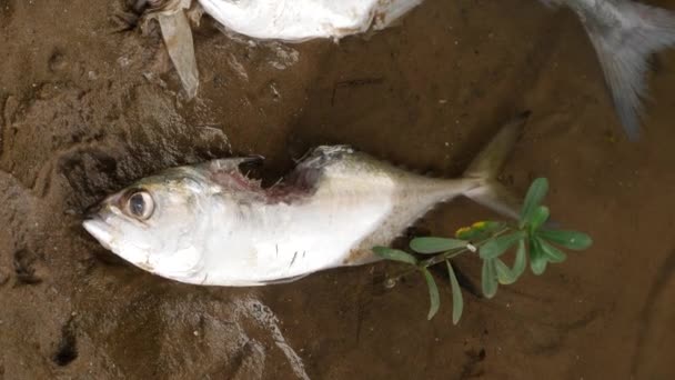 Een Witte Vis Gewond Dood Liggend Een Rots — Stockvideo