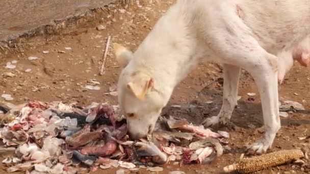 Biały Pies Wąchający Jedzący Szczątki Kawałków Ryb — Wideo stockowe