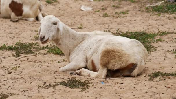Une Chèvre Blanche Assise Sur Sol Avec Petites Herbes Dessus — Video