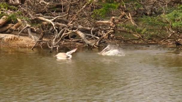 Tiro Ciconiiformes Pássaros Nadando Água Lago — Vídeo de Stock