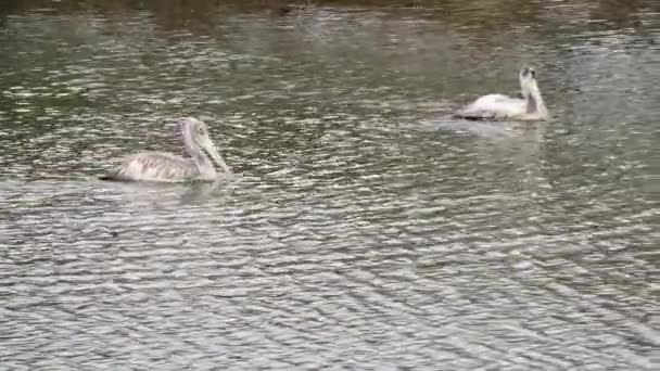 Zwei Ciconifores Vögel Schwimmen Wasser — Stockvideo