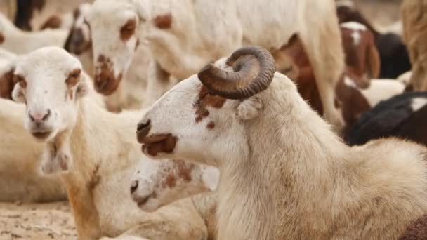 Zoomed Video Ram Goats Standing — Stock Video